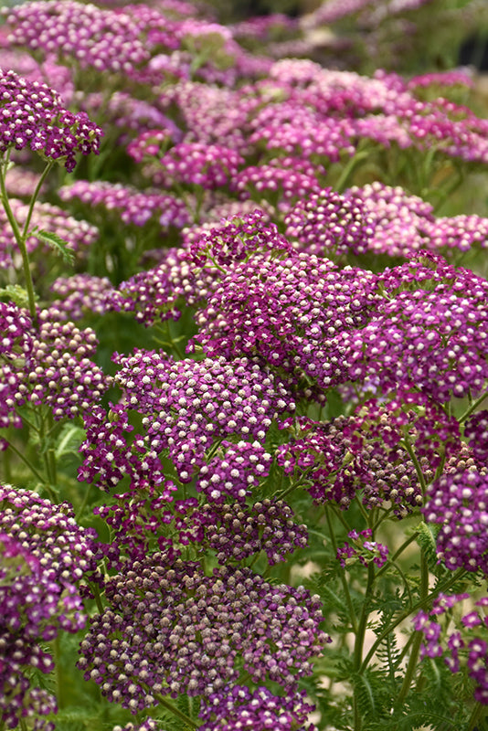 Achillea millefolium 'New Vintage Violet'