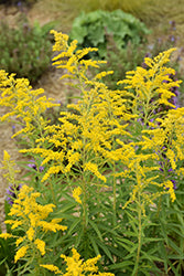 Solidago canadensis