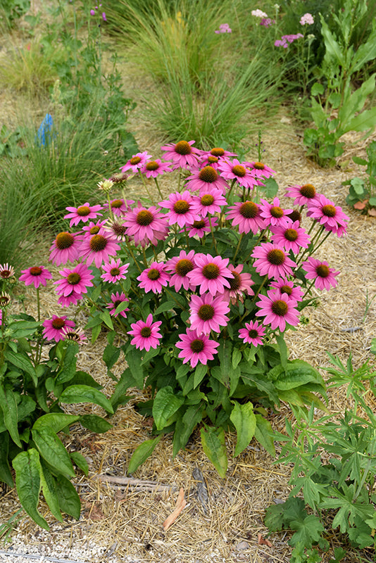 Echinacea purpurea 'PowWow Wild Berry'