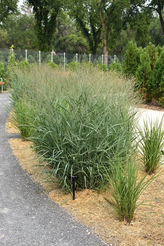 Panicum virgatum 'Heavy Metal'