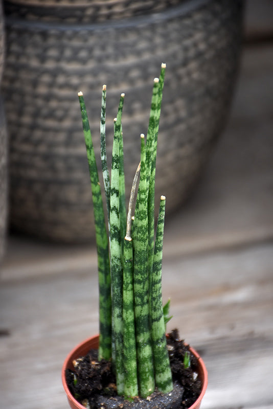Sansevieria 'Fernwood Mikado'
