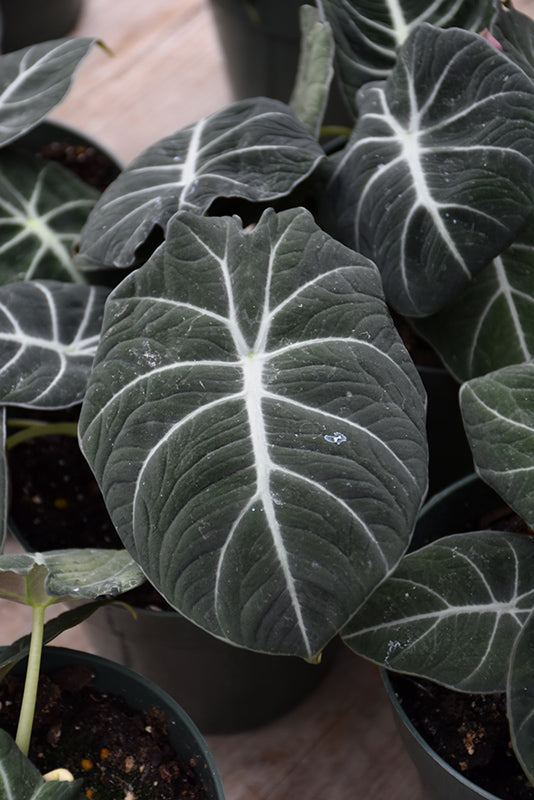 Alocasia reginula 'Black Velvet'