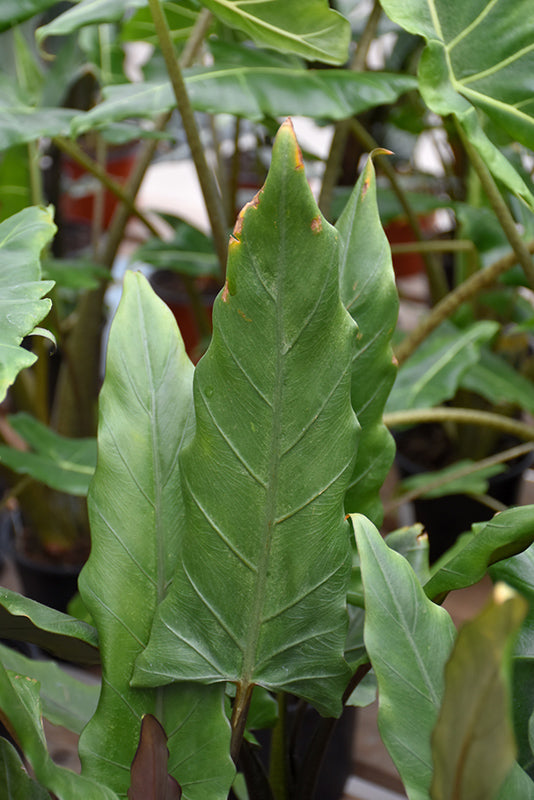 Alocasia lauterbachiana