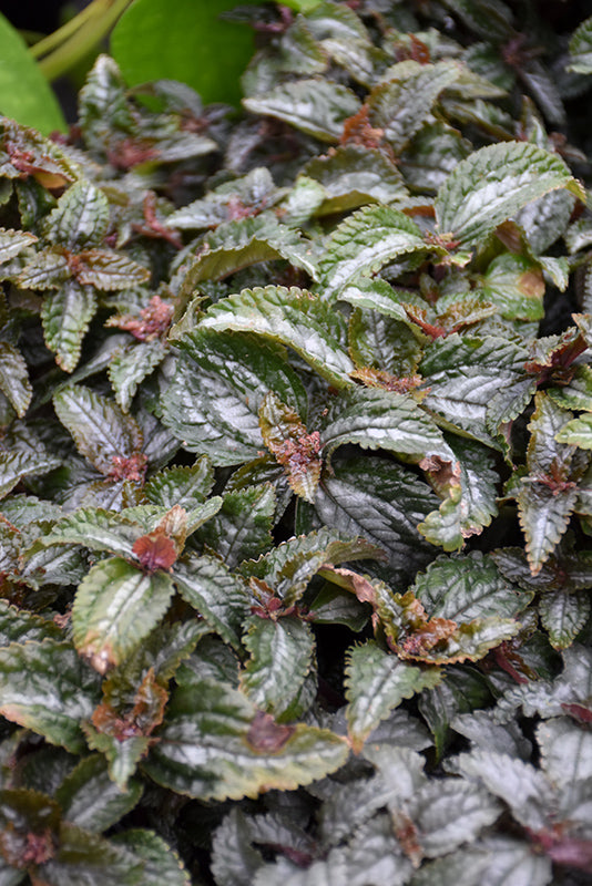 Pilea 'Ellen'