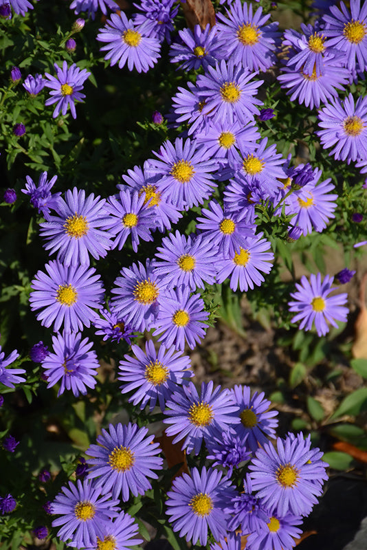 Aster 'Kickin Sapphire'