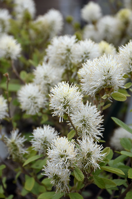 Fothergilla 'Legend Of The Small'