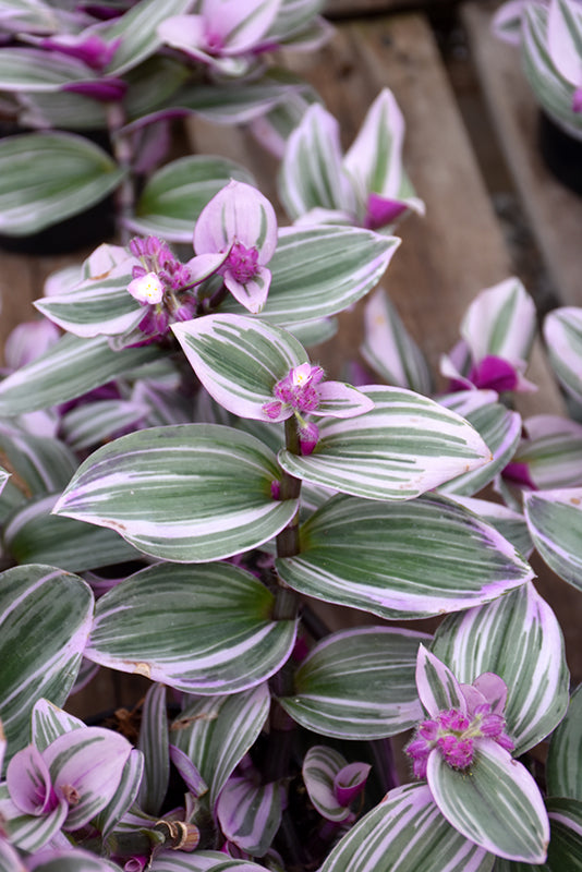 Tradescantia albiflora 'Nanouk'