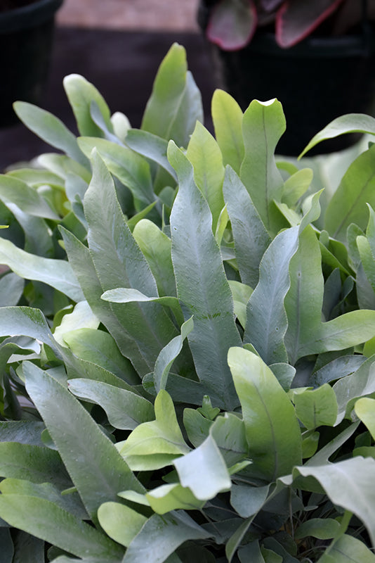 Phlebodium aureum