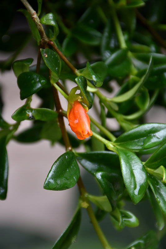 Nematanthus gregarius
