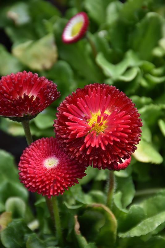 Bellis perennis 'Bellissima Red'