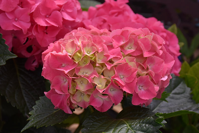 Hydrangea macrophylla 'Soul Mate'