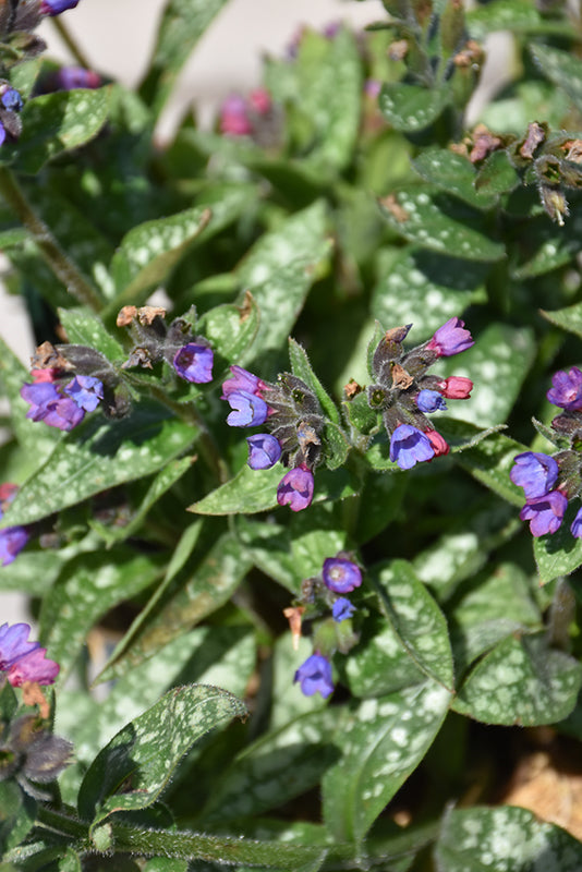 Pulmonaria 'Spot On'