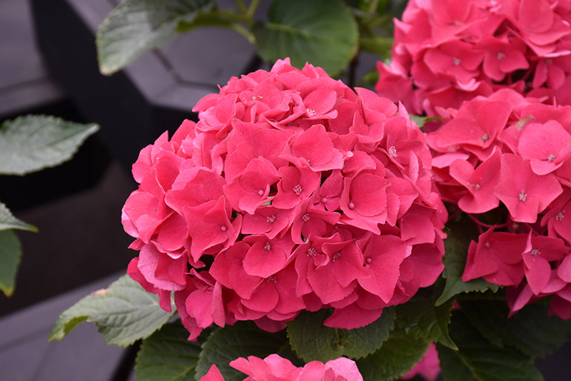 Hydrangea mac. 'Wee Bit Giddy®' PW