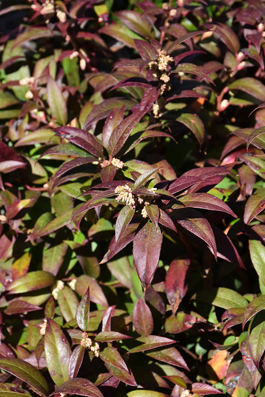 Leucothoe 'Zeblid'