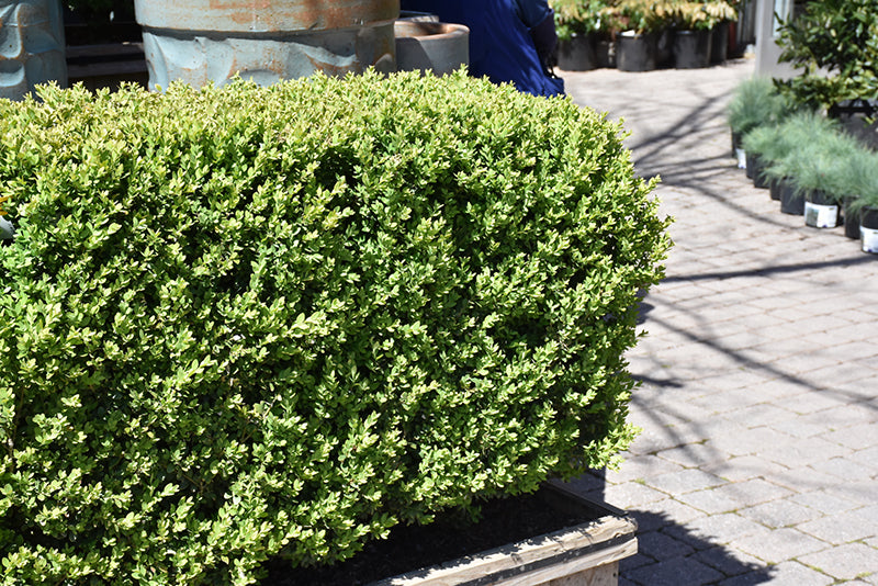 Buxus 'Green Mountain'