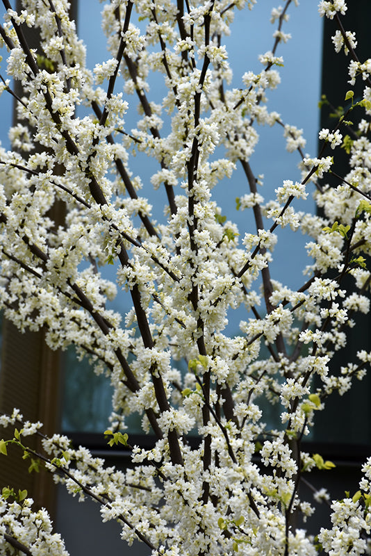 Cercis canadensis 'Royal White'
