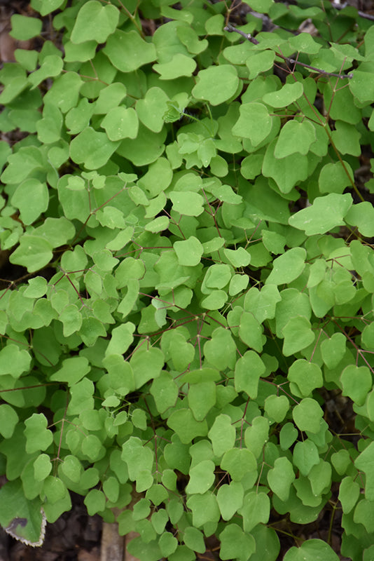 Vancouveria hexandra