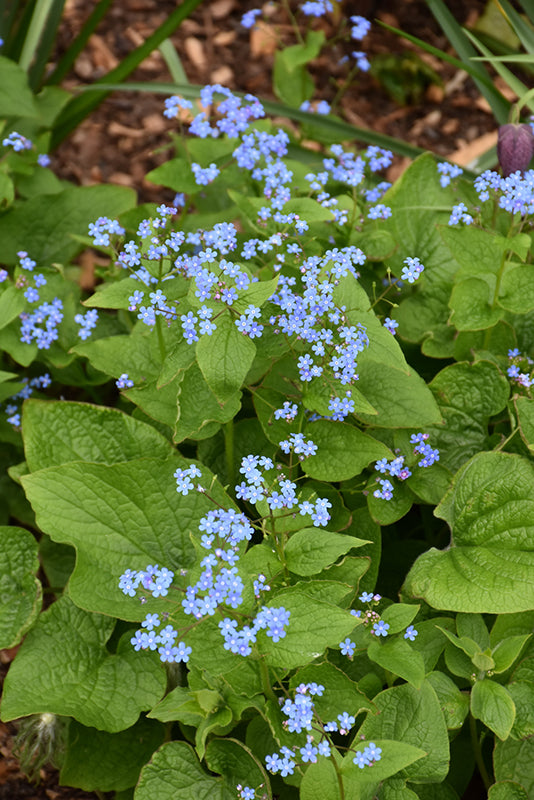 Brunnera macrophylla
