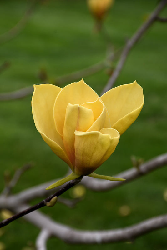 Magnolia 'Judy Zuk'