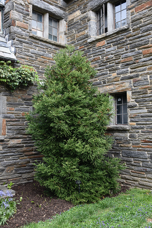 Cryptomeria japonica 'Gyokuryu'