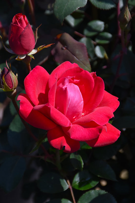 Rosa 'Double Knock Out'