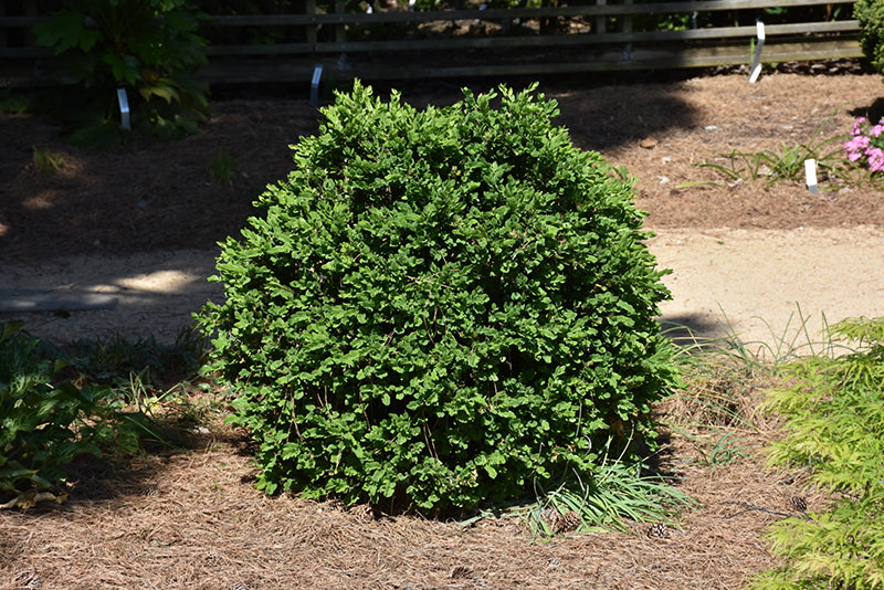Buxus Conrowe 'Gordo'