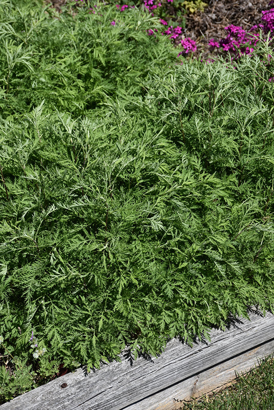 Artemisia gmelinii 'Balfernarc'