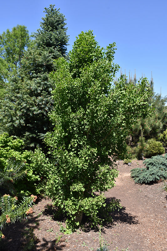 Ginkgo biloba 'Robbie's Twist'