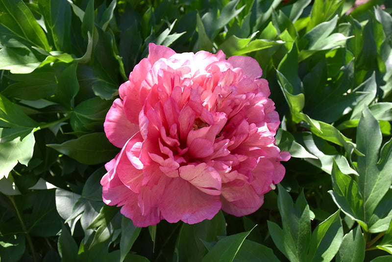 Paeonia itoh 'Hillary'