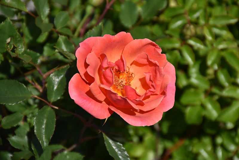 Rosa 'Coral Knock Out'