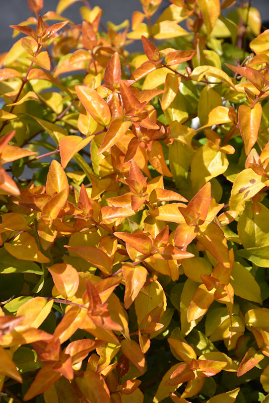 Abelia 'Peach Perfection'