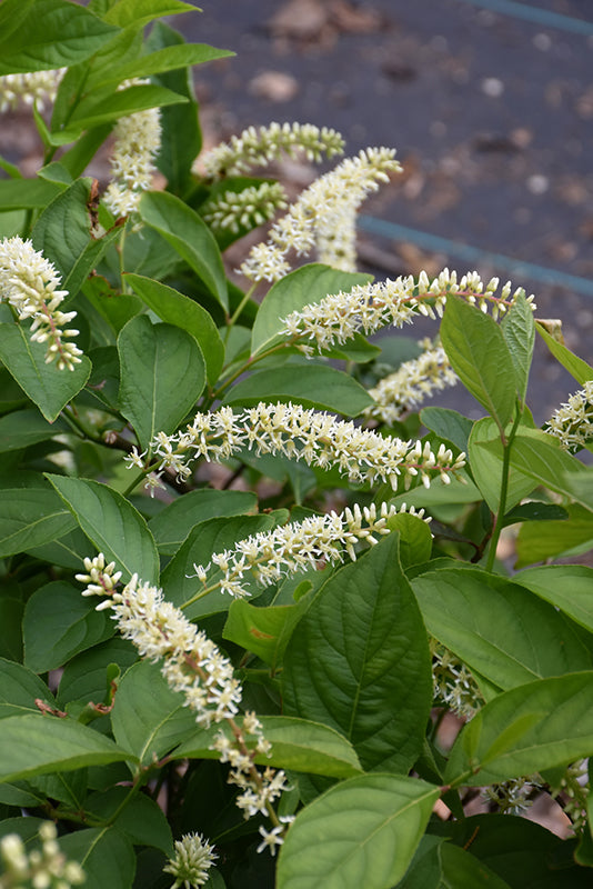 Itea virginica 'Fizzy Mizzy'