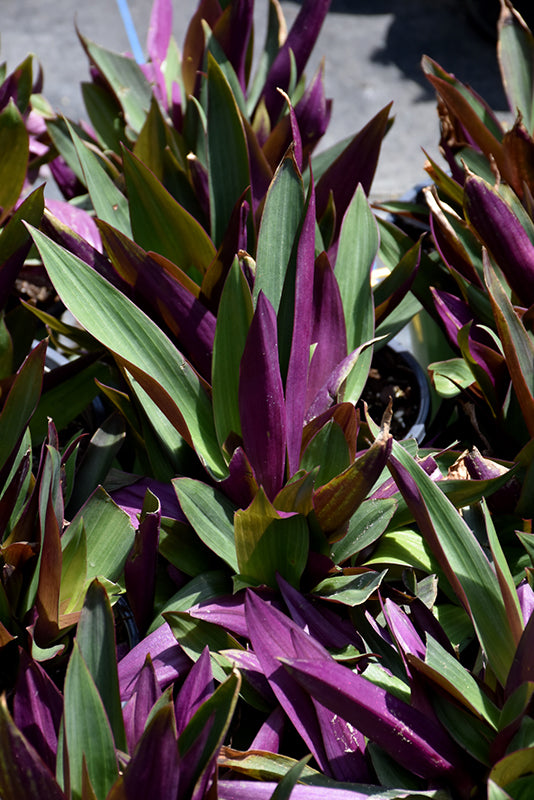 Tradescantia spathacea