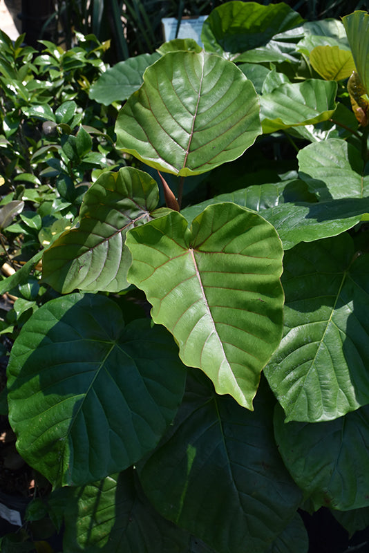 Ficus umbellata