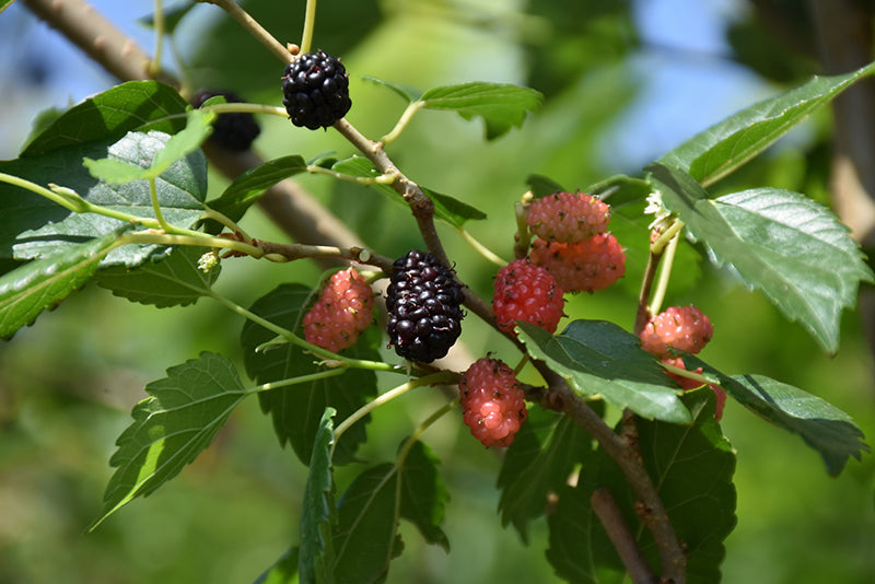 Mulberry - Morus rubra