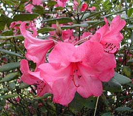 Rhododendron 'Jock'