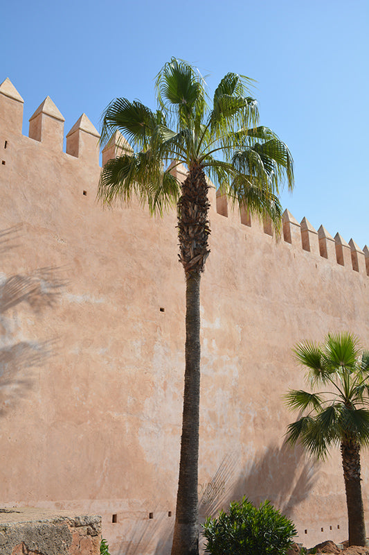 Washingtonia filifera