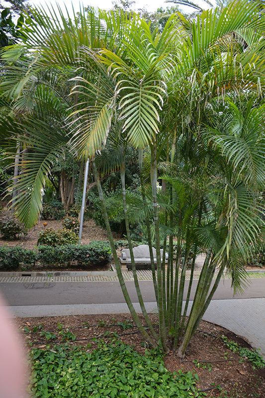 Dypsis lutescens