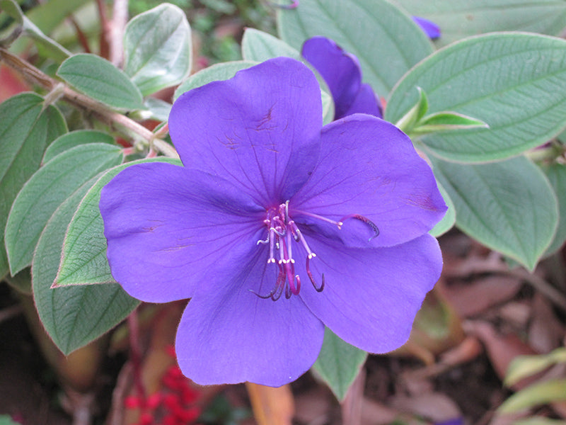 Tibouchina urvilleana