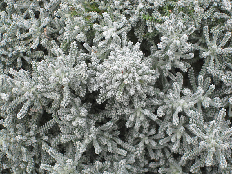 Santolina chamaecyparissus