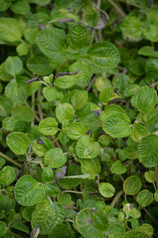 Pilea nummulariifolia