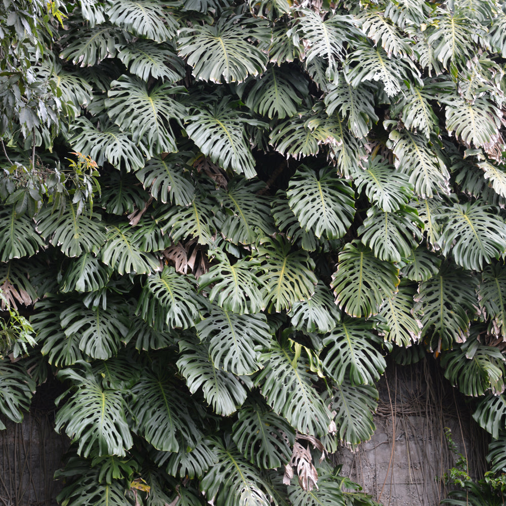 Monstera delicosa
