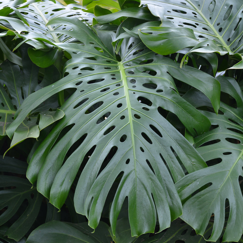 Monstera delicosa