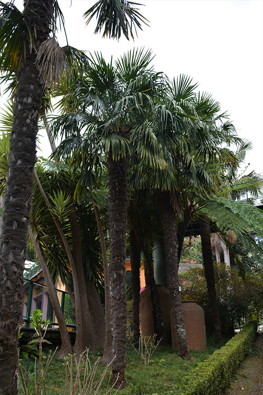 Trachycarpus fortunei