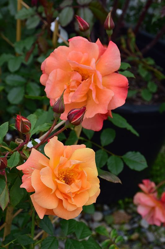 Rosa 'Westerland'