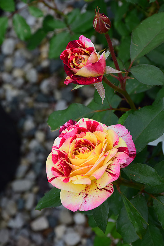 Rosa 'George Burns'