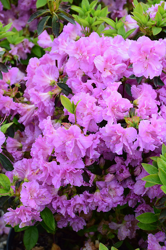Azalea japonica 'Elsie Lee'