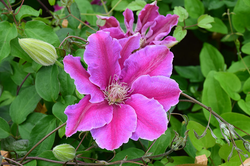 Clematis-Dr. Ruppel