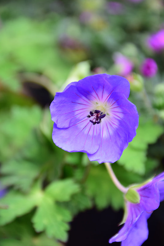 Geranium 'Rozanne'
