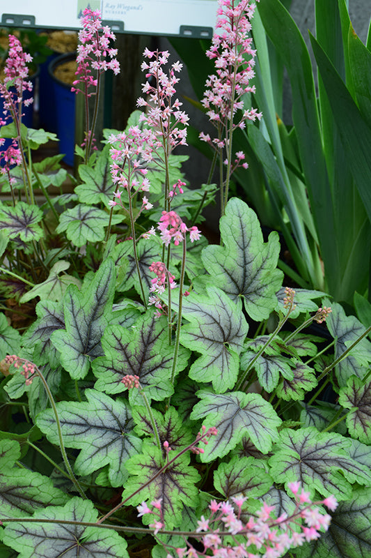 Heucherella 'Pink Fizz'